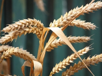 Азербайджан почти в 7 раз повысил импорт пшеницы