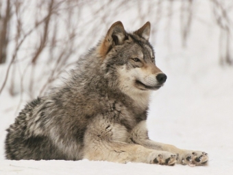ТОЧКА ЗРЕНИЯ: Дипломатия волка-воина