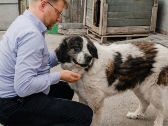 Прекрасная новость в выходной - 46 бездомных астраханских собак обрели дом