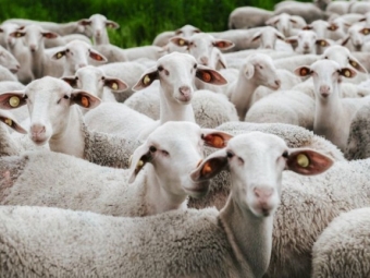 Чистокровные европейские овцы составят конкуренцию местным баранам