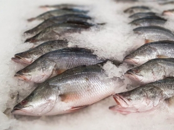 Рыбная продукция с Каспия пойдет на экспорт в страны ЕС