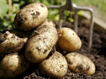 В Алматинской области планируется открытие завода по переработке картофеля стоимостью $165 млн