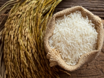 В Дашогузском велаяте приступили к уборке риса