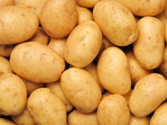 В Дашогузском велаяте Туркменистана начался массовый сев картофеля