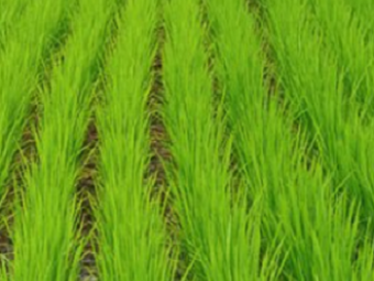 Туркменские земледельцы планируют вырастить более 82 тысяч тонн риса