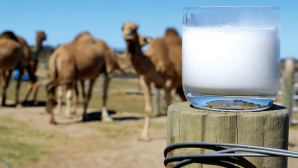 В Кызылординской области планируют выпускать сухое верблюжье молоко