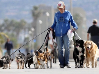 Как правильно гулять с собакой в городе: новые штрафы и правила
