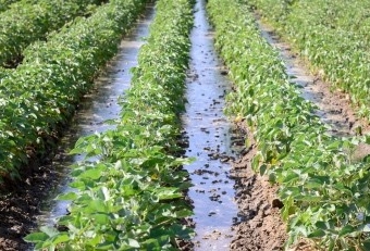 Эксперты обсудили тенденции развития агропроизводства в условиях аридного климата