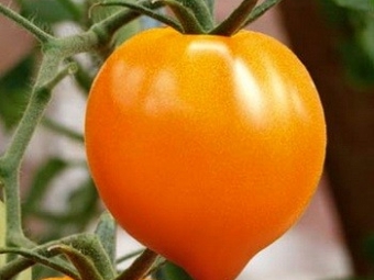 Жёлтые томаты «Сердце Ашхабада» перспективны для хозяйственно-селекционной работы