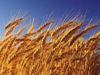 Казахстанское зерно покоряет международные рынки: Экспорт пшеницы за год вырос в полтора раза, ячменя — сразу вдвое