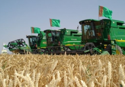 Туркмения закупает продовольственную пшеницу