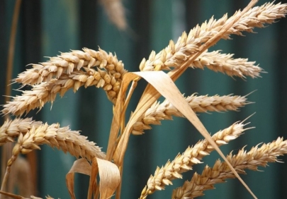 Импорт пшеницы увеличился в 7 раз