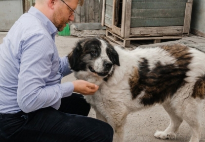 Прекрасная новость в выходной - 46 бездомных астраханских собак обрели дом
