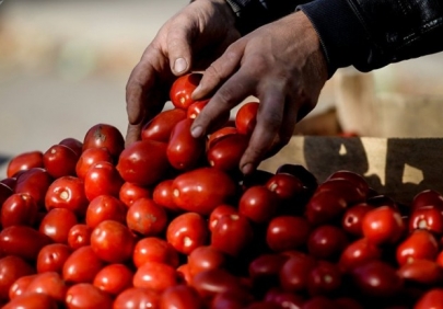 Азербайджан не ожидает проблем с экспортом томатов в Россию