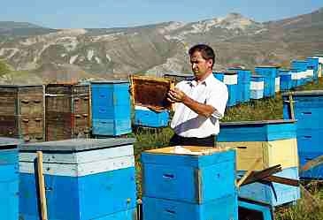 В Азербайджане утвержден порядок субсидирования пчеловодов