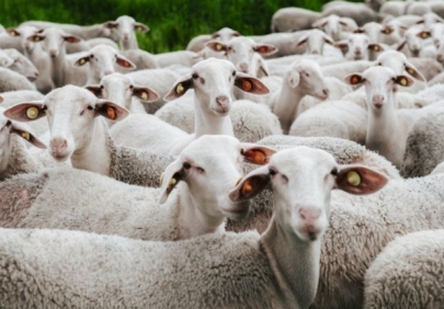 Чистокровные европейские овцы составят конкуренцию местным баранам