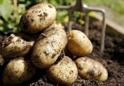 В Алматинской области планируется открытие завода по переработке картофеля стоимостью $165 млн