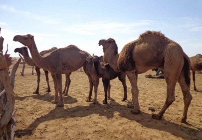 В Туркменистане начинается кампания по стрижке верблюдов