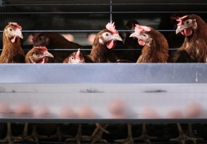 ТОЧКА ЗРЕНИЯ: Правительство уведомили о повышении оптовых цен на мясо птицы и яйца