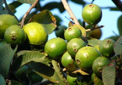 На юге Азербайджана ученым удалось вырастить еще один чужеземный фрукт