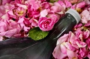Из иранского города Кашан экспортируется 2000 тонн розовой воды и розового масла в год