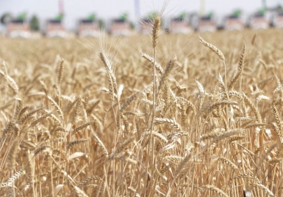 Этрапы Туркменистана продолжают рапортовать о выполнении плана по сбору пшеницы