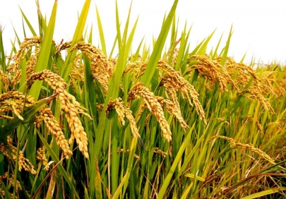 В северном регионе Туркменистана завершается уборка риса