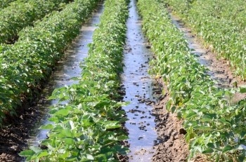 Эксперты обсудили тенденции развития агропроизводства в условиях аридного климата
