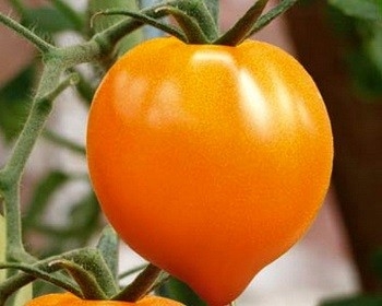 Жёлтые томаты «Сердце Ашхабада» перспективны для хозяйственно-селекционной работы