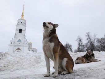 Владельцев животных привлекут к административной ответственности без проверок
