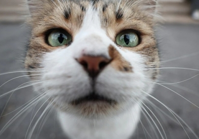 Домашних животных обяжут чипировать и ставить на учет