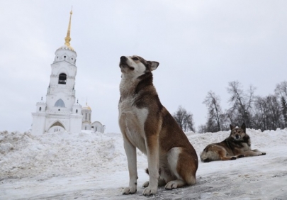 Владельцев животных привлекут к административной ответственности без проверок