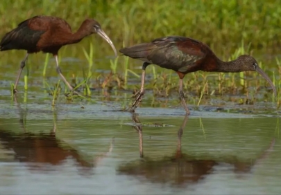 В Астраханской области появилась новая Красная книга
